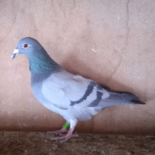 Pui 23-720....-rezervat Stoenesti - Porumbei vanduti