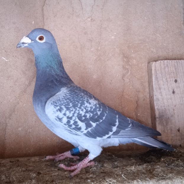 Mascul 19-163....-rezervat Telesti - Porumbei vanduti