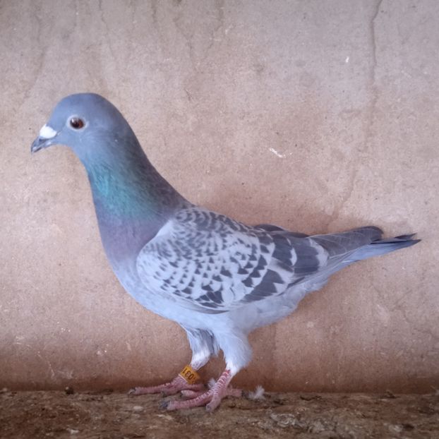 Pui 21-115....-rezervat Stoenesti - Porumbei vanduti