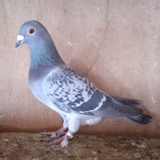 Femela 20-805 - Porumbei vanduti