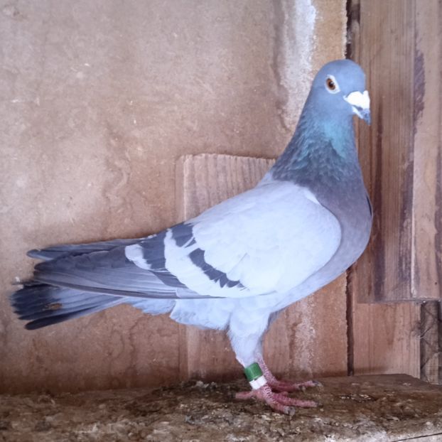 Femela 14-016....-10 lei - Porumbei vanduti