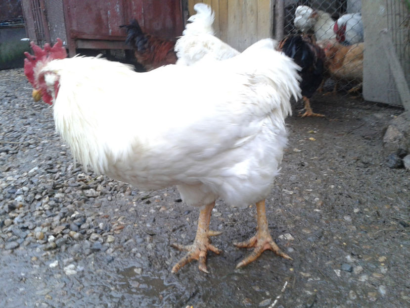  - REFORMĂ Cocoși Rezervă Matcă SERIA I 2021 în 14 Decembrie 2023 - AMINTIRI