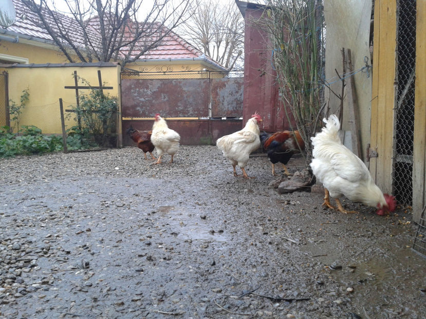  - REFORMĂ Cocoși Rezervă Matcă SERIA I 2021 în 14 Decembrie 2023 - AMINTIRI