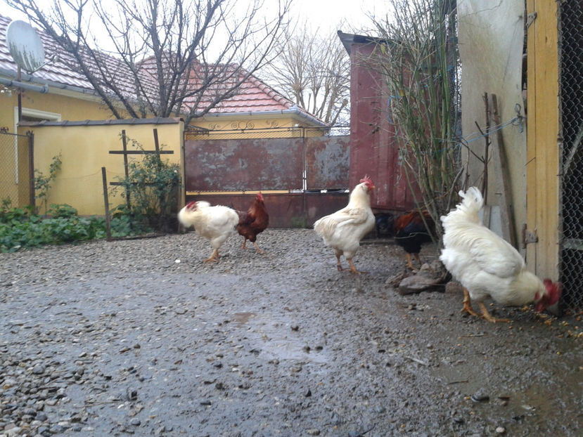  - REFORMĂ Cocoși Rezervă Matcă SERIA I 2021 în 14 Decembrie 2023 - AMINTIRI