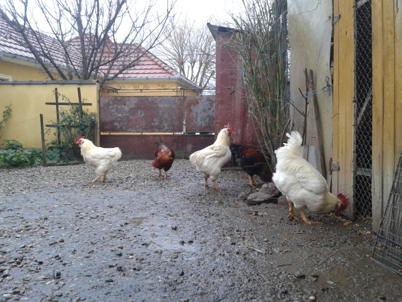  - REFORMĂ Cocoși Rezervă Matcă SERIA I 2021 în 14 Decembrie 2023 - AMINTIRI