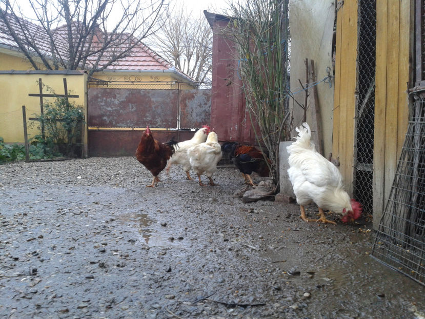  - REFORMĂ Cocoși Rezervă Matcă SERIA I 2021 în 14 Decembrie 2023 - AMINTIRI