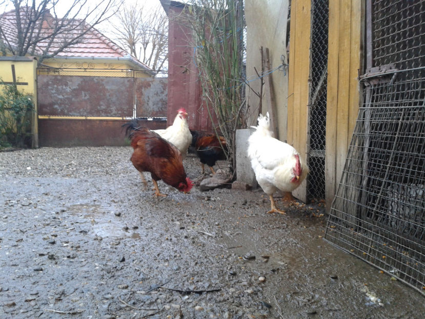  - REFORMĂ Cocoși Rezervă Matcă SERIA I 2021 în 14 Decembrie 2023 - AMINTIRI