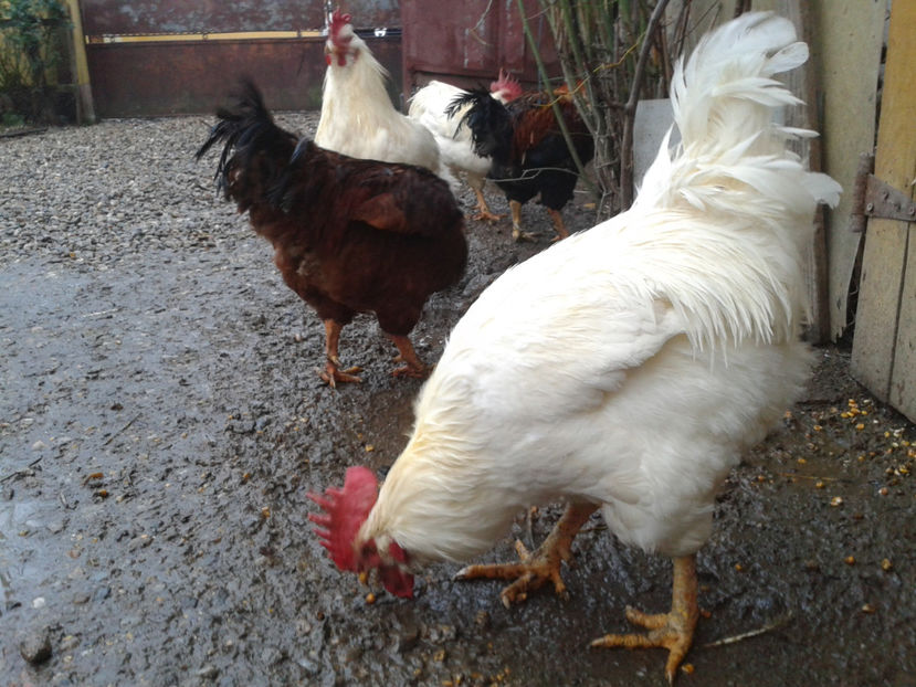  - REFORMĂ Cocoși Rezervă Matcă SERIA I 2021 în 14 Decembrie 2023 - AMINTIRI