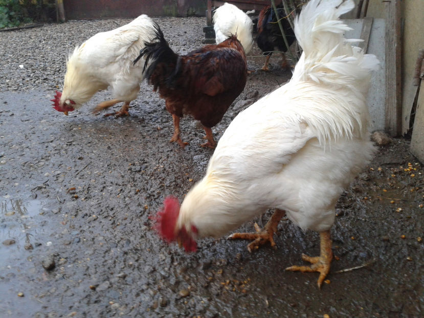  - REFORMĂ Cocoși Rezervă Matcă SERIA I 2021 în 14 Decembrie 2023 - AMINTIRI