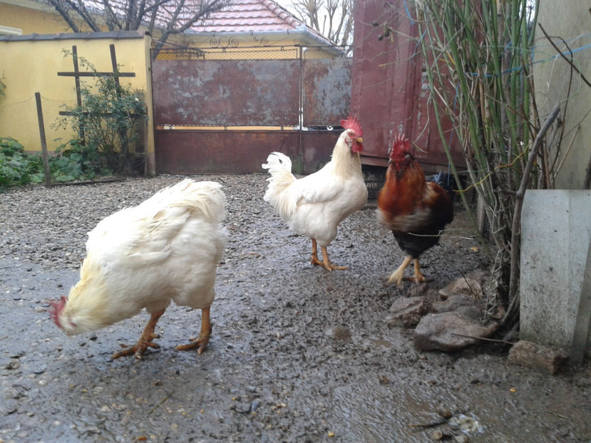  - REFORMĂ Cocoși Rezervă Matcă SERIA I 2021 în 14 Decembrie 2023 - AMINTIRI