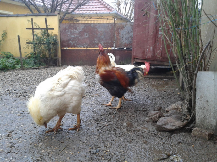  - REFORMĂ Cocoși Rezervă Matcă SERIA I 2021 în 14 Decembrie 2023 - AMINTIRI