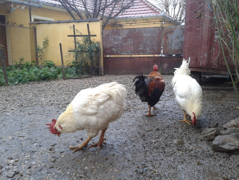  - REFORMĂ Cocoși Rezervă Matcă SERIA I 2021 în 14 Decembrie 2023 - AMINTIRI