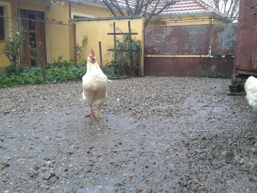  - REFORMĂ Cocoși Rezervă Matcă SERIA I 2021 în 14 Decembrie 2023 - AMINTIRI