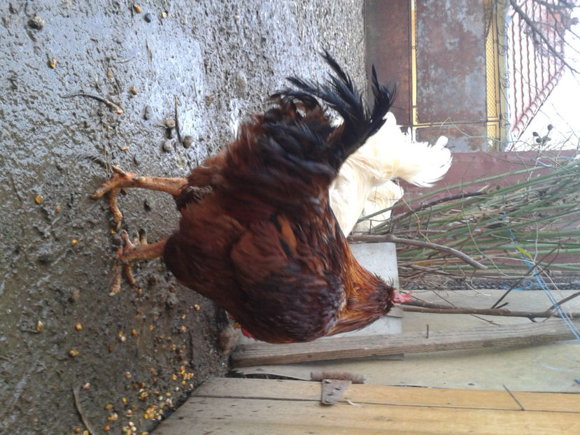  - REFORMĂ Cocoși Rezervă Matcă SERIA I 2021 în 14 Decembrie 2023 - AMINTIRI