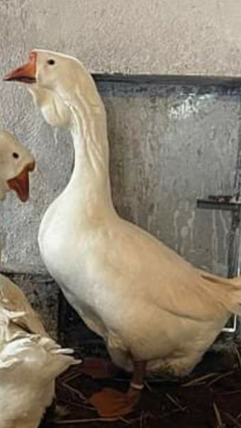 Screenshot_20240127-141726_Gallery - Cumpar