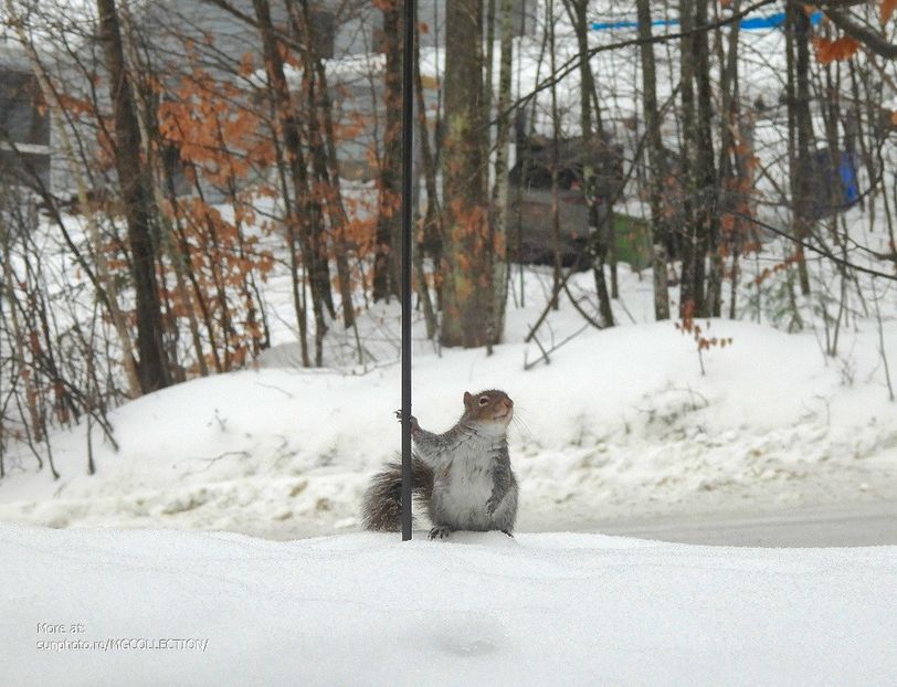 Ecureuil - Veverita - CANADIAN WINTER - Iarna Canadiana
