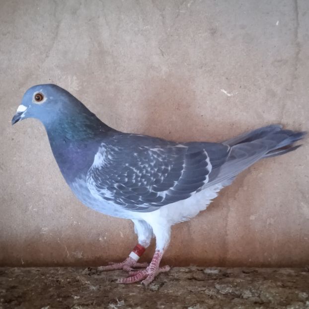 Femela 22-255....-rezervat Telesti - Porumbei vanduti