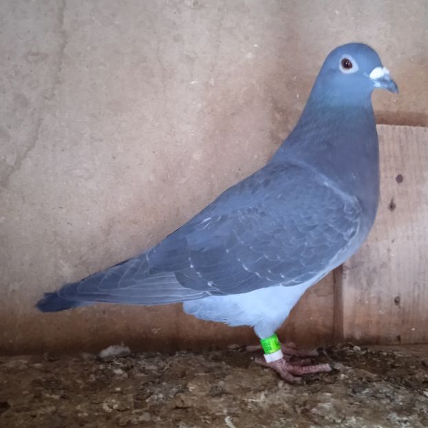 Femela 23-571....-rezervat Stoenesti - Porumbei vanduti