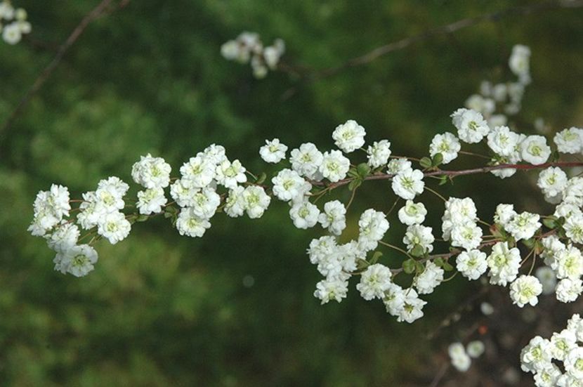 spirea - Aduc Spirea prunifolia plena cu comanda si alte plante