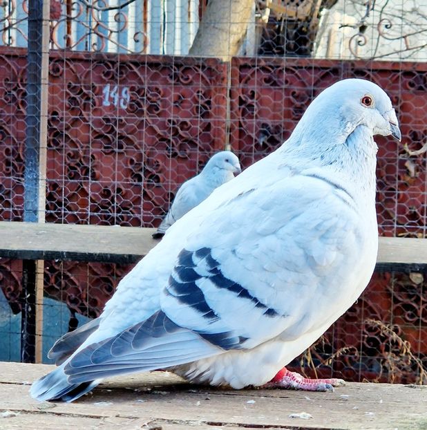  - MATCĂ 2024
