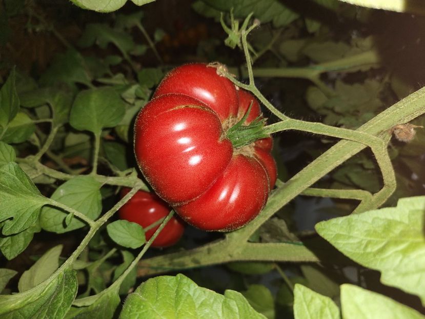  - Gradina de legume