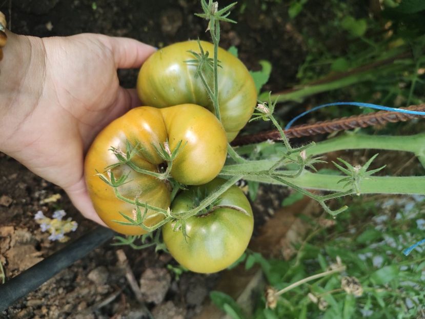 Chinese giant - Gradina de legume