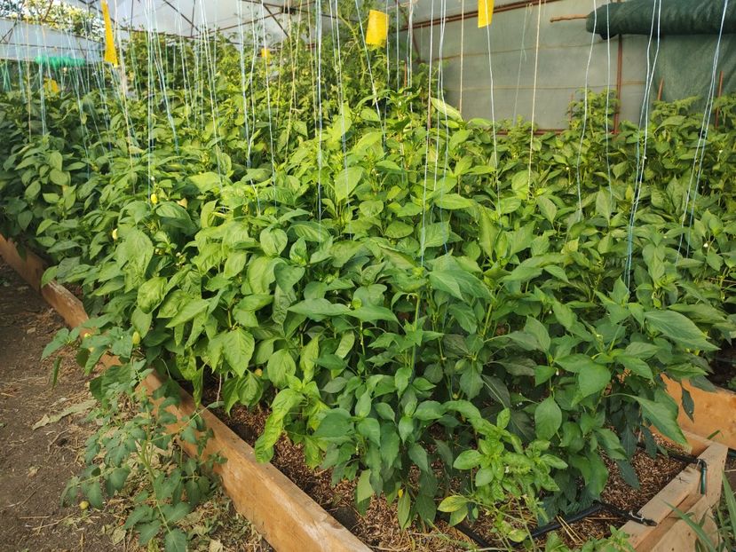  - Gradina de legume