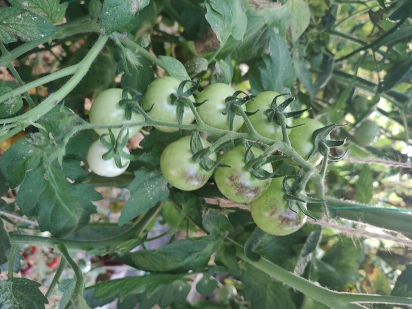  - Gradina de legume