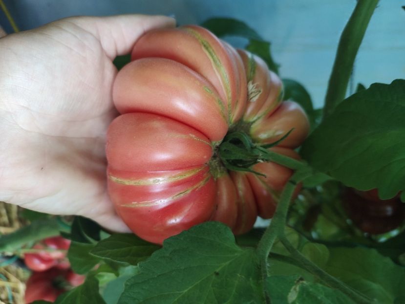  - Gradina de legume
