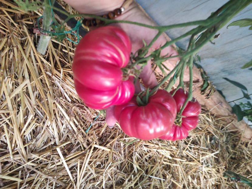  - Gradina de legume