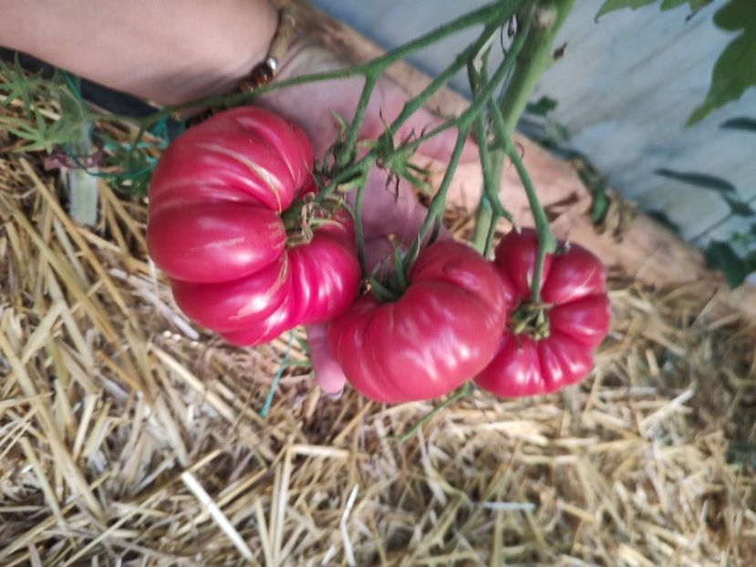  - Gradina de legume