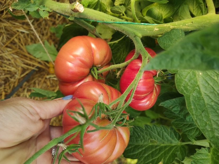  - Gradina de legume