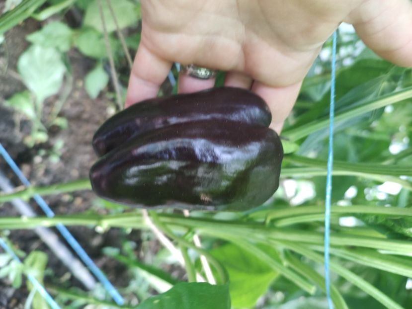 Zulu - Gradina de legume