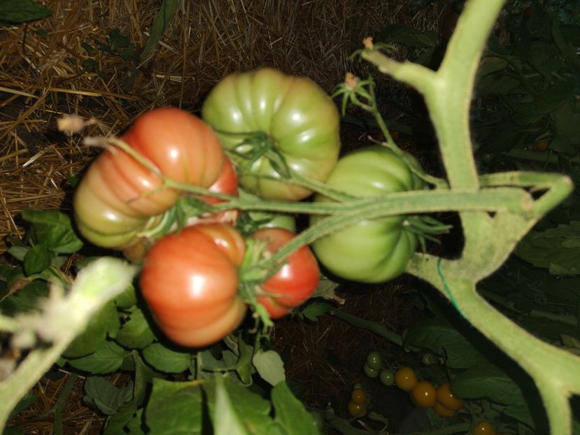  - Gradina de legume