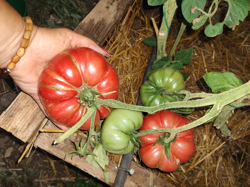  - Gradina de legume
