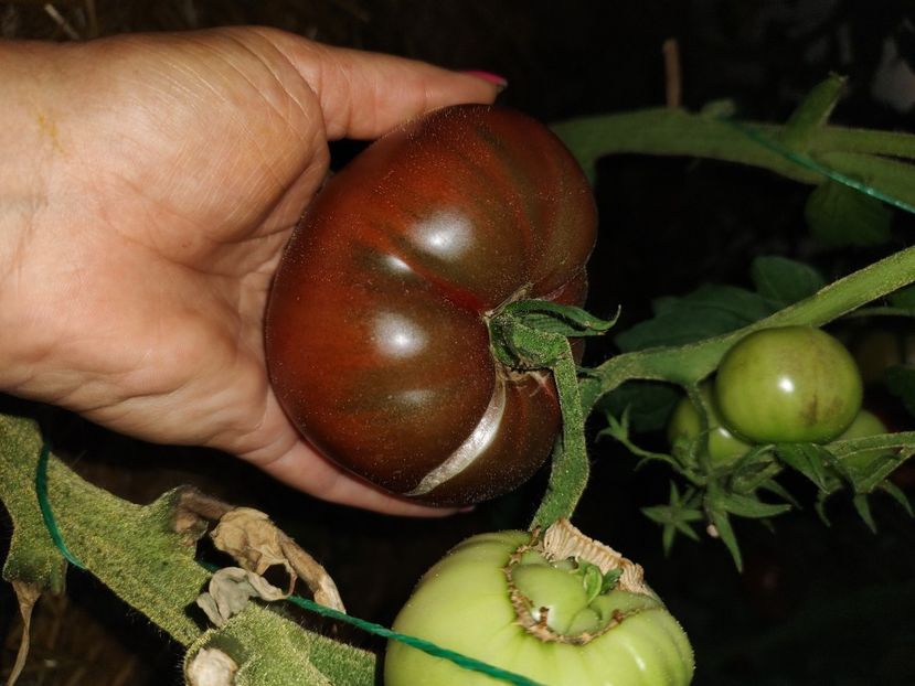  - Gradina de legume