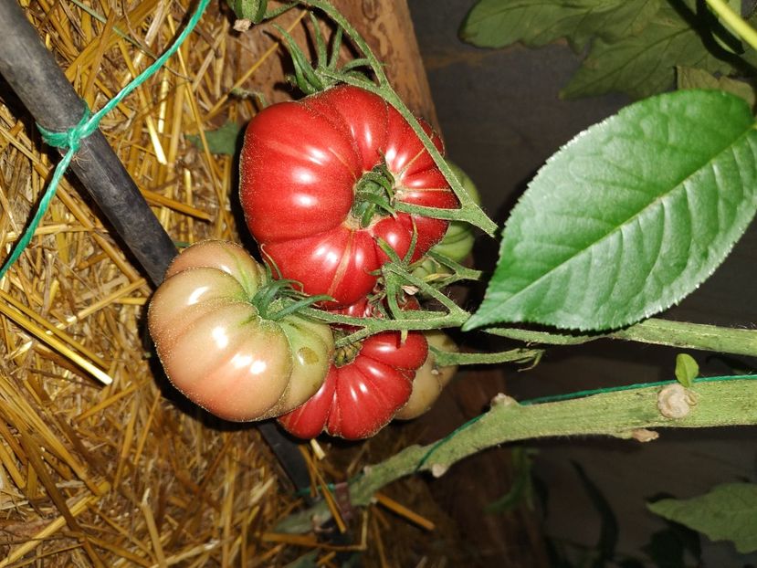  - Gradina de legume