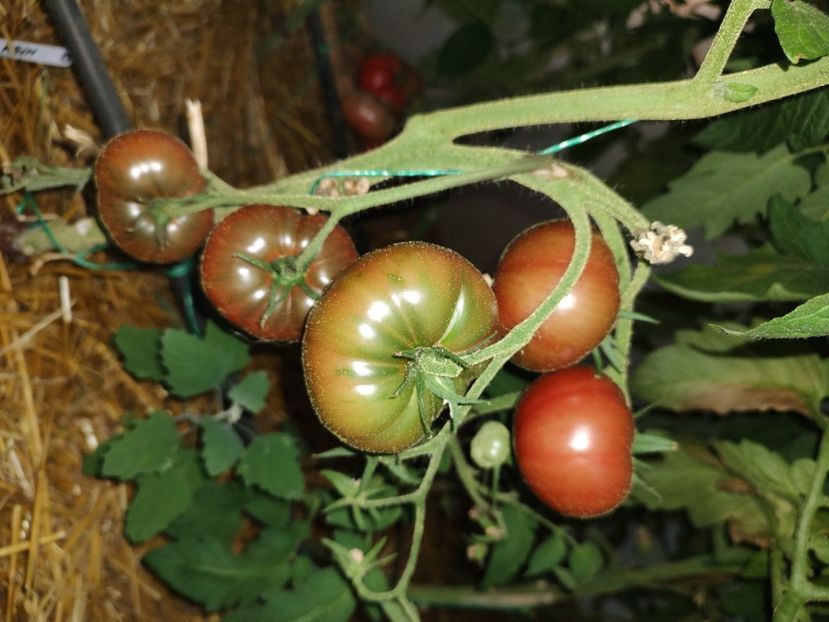  - Gradina de legume