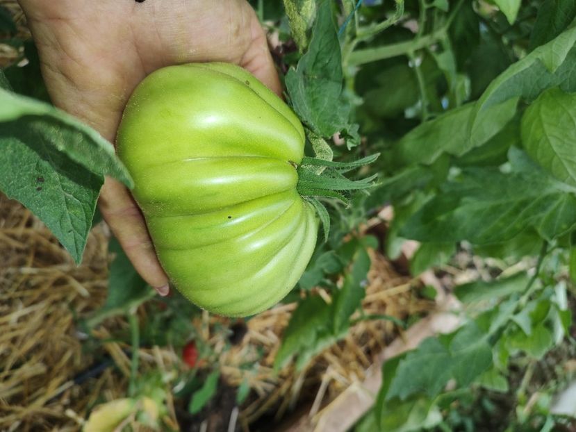  - Gradina de legume