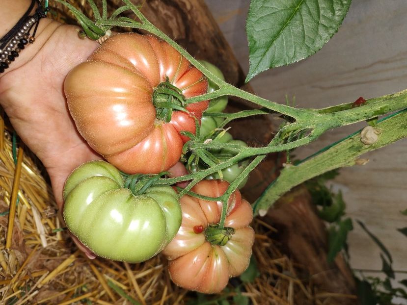  - Gradina de legume