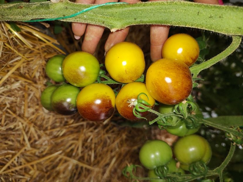  - Gradina de legume
