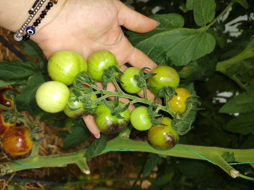  - Gradina de legume