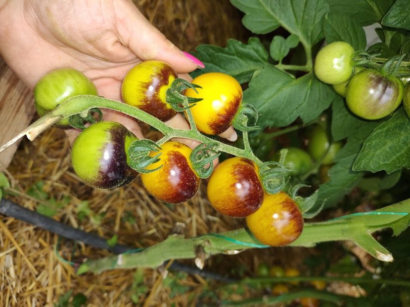  - Gradina de legume