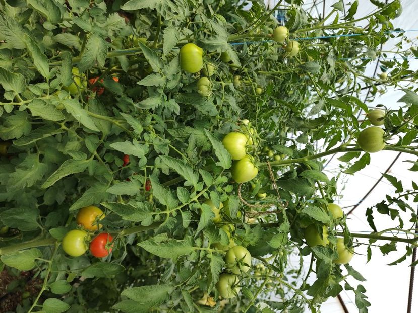  - Gradina de legume