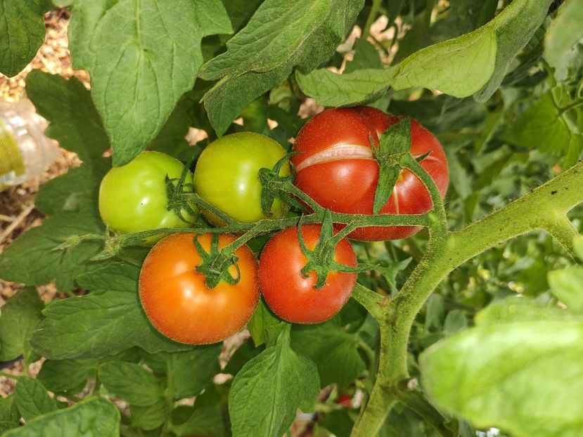  - Gradina de legume