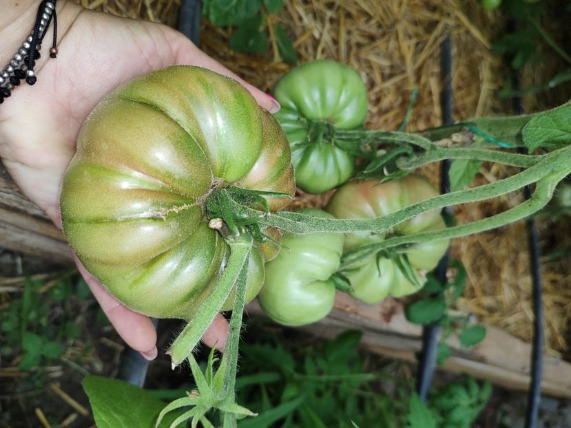  - Gradina de legume