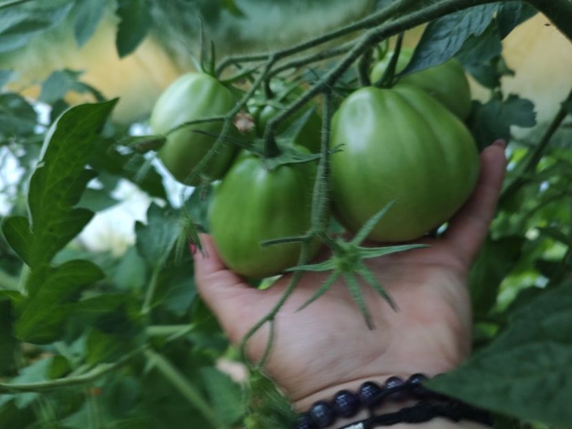  - Gradina de legume