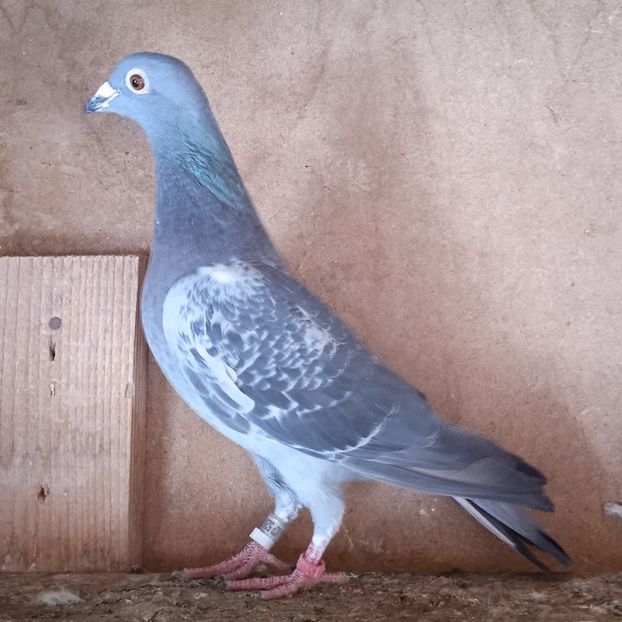 Femela 20-083....-10 lei - Porumbei vanduti