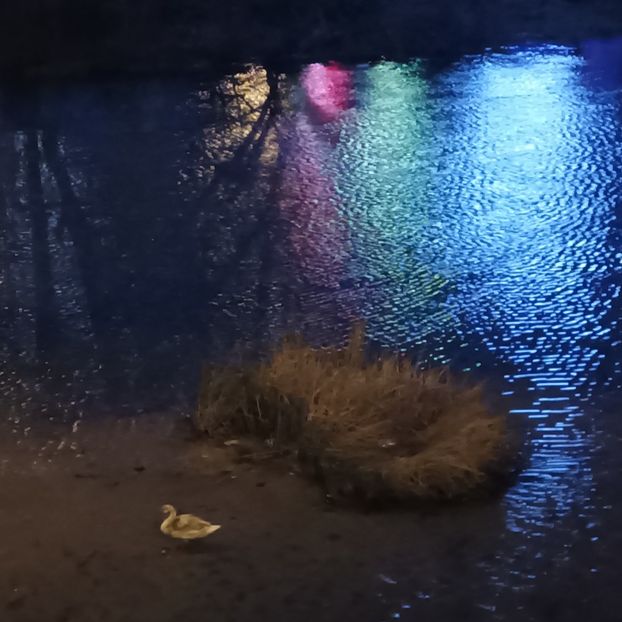  - Căutând bucuria la pas