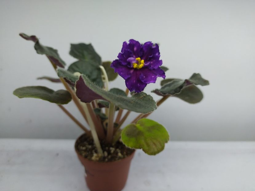 28 ianuarie 2024 - Dn Zori Zapalali